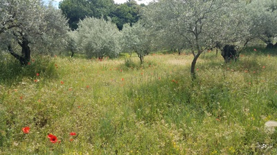 Stroll around the olive trees...