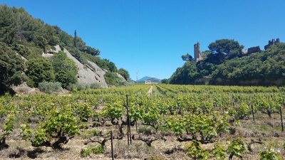 Take a walk between vineyards and a castle...